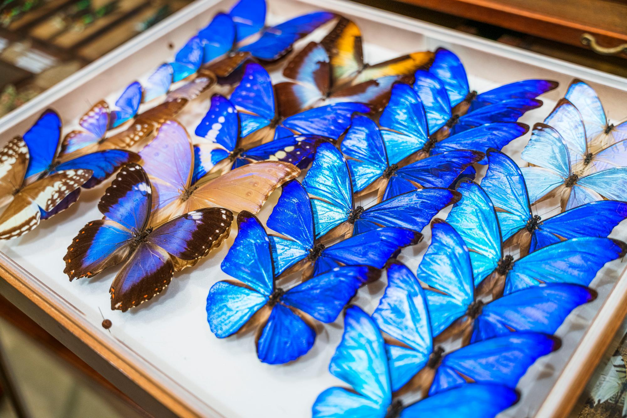 神戸市中央区】北野異人館街で静かに時を刻む、魅惑の昆虫標本専門店