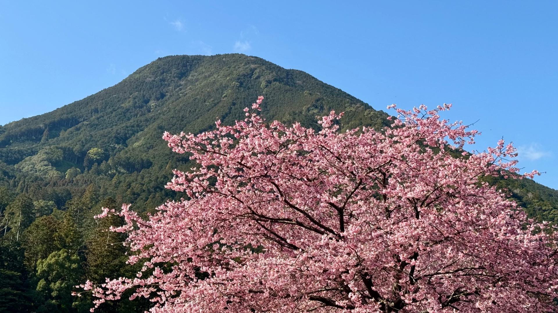 三重で河津桜を楽しむ種まき権兵衛の里（たいやき） - エキスパート
