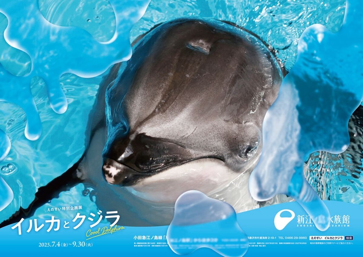 小田急線「クールドルフィン号」2025年夏も「えのすい」がジャック