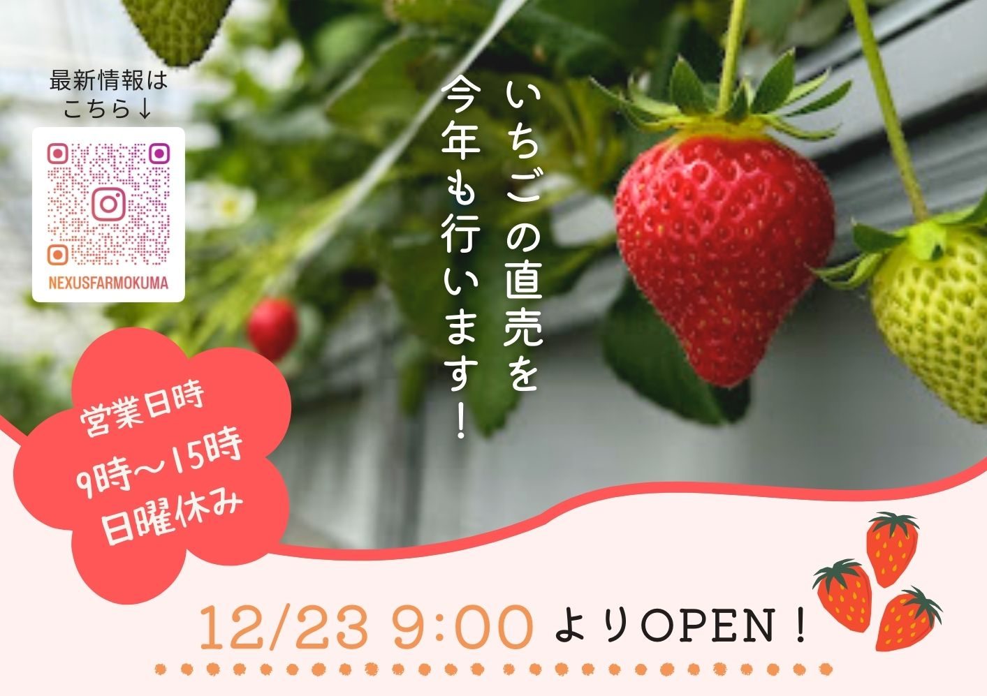 🍓今季もいちごの直売をいたします！ | 株式会社 ネクサスファームおおくま
