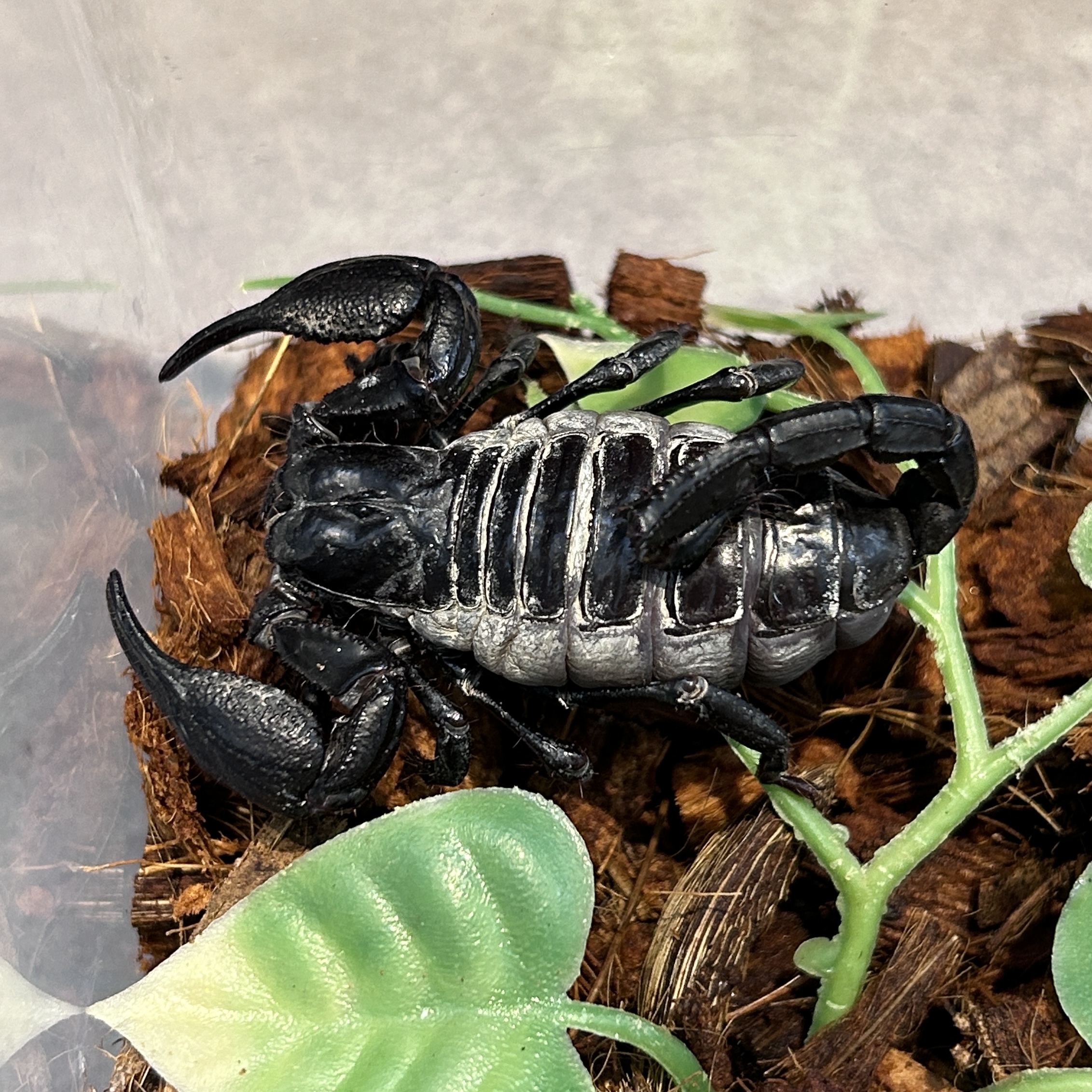 ニコペット美原南インター店 🦎爬虫類🦂 在庫情報 | NICO PET