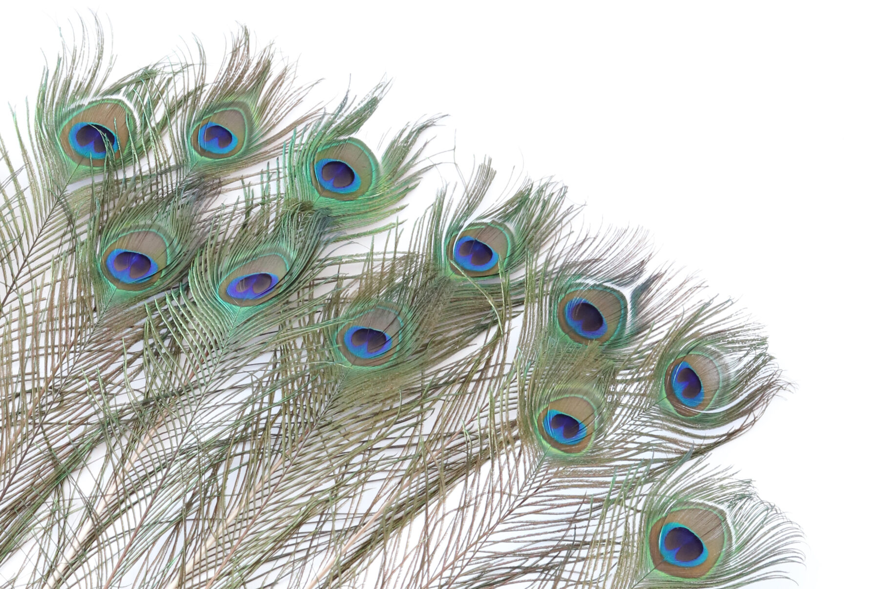 孔雀の羽根 ピーコックアイ | 花のギフト | 日本総合園芸