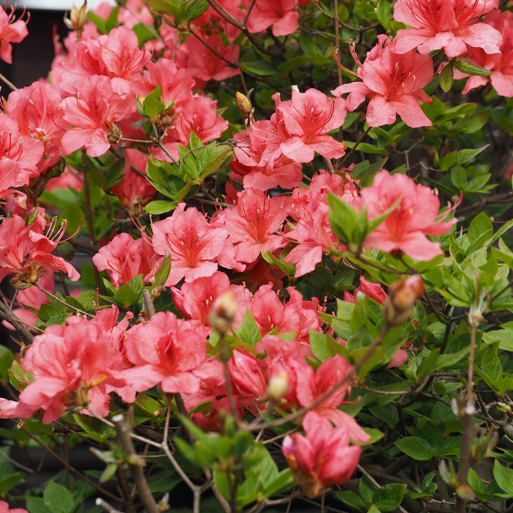 ヤマツツジ - 日光植物園 - Rhododendron kaempferi