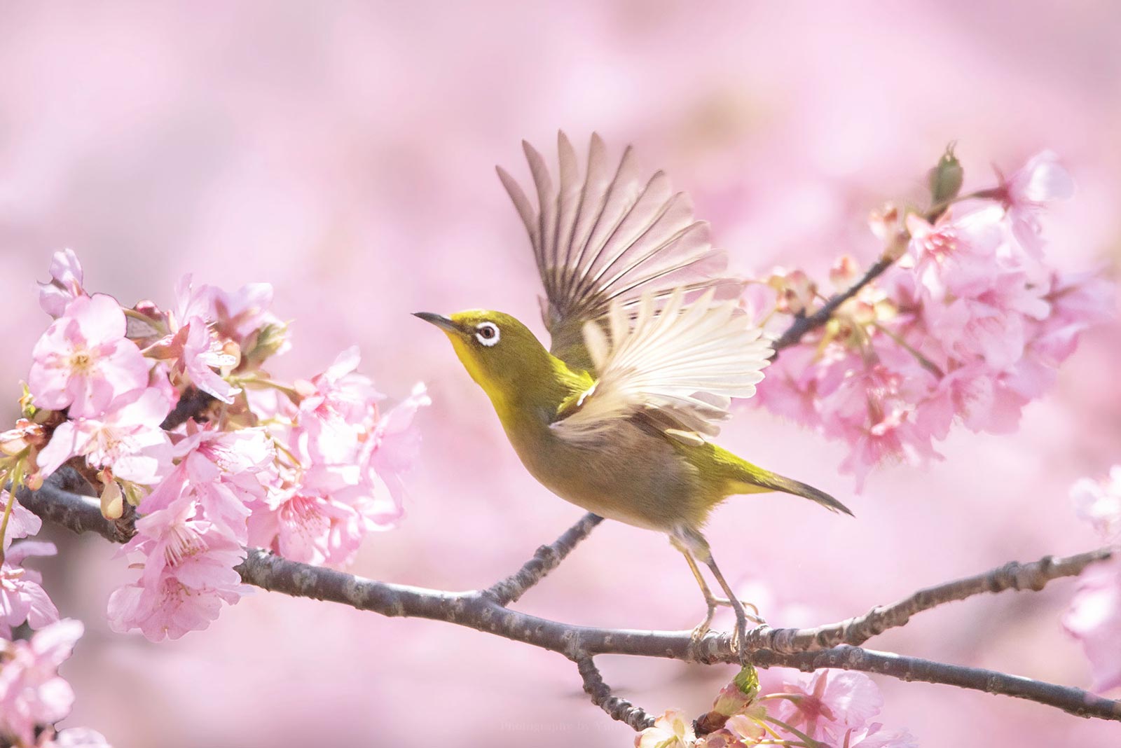 メジロと花】撮影設定とテクニック | Nippon Photo Net