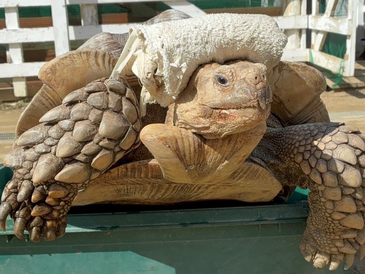 かめさんの日常】関西ふれあい動物園 | のじまスコーラ