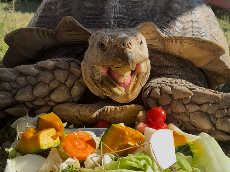 かめさんの日常】関西ふれあい動物園 | のじまスコーラ