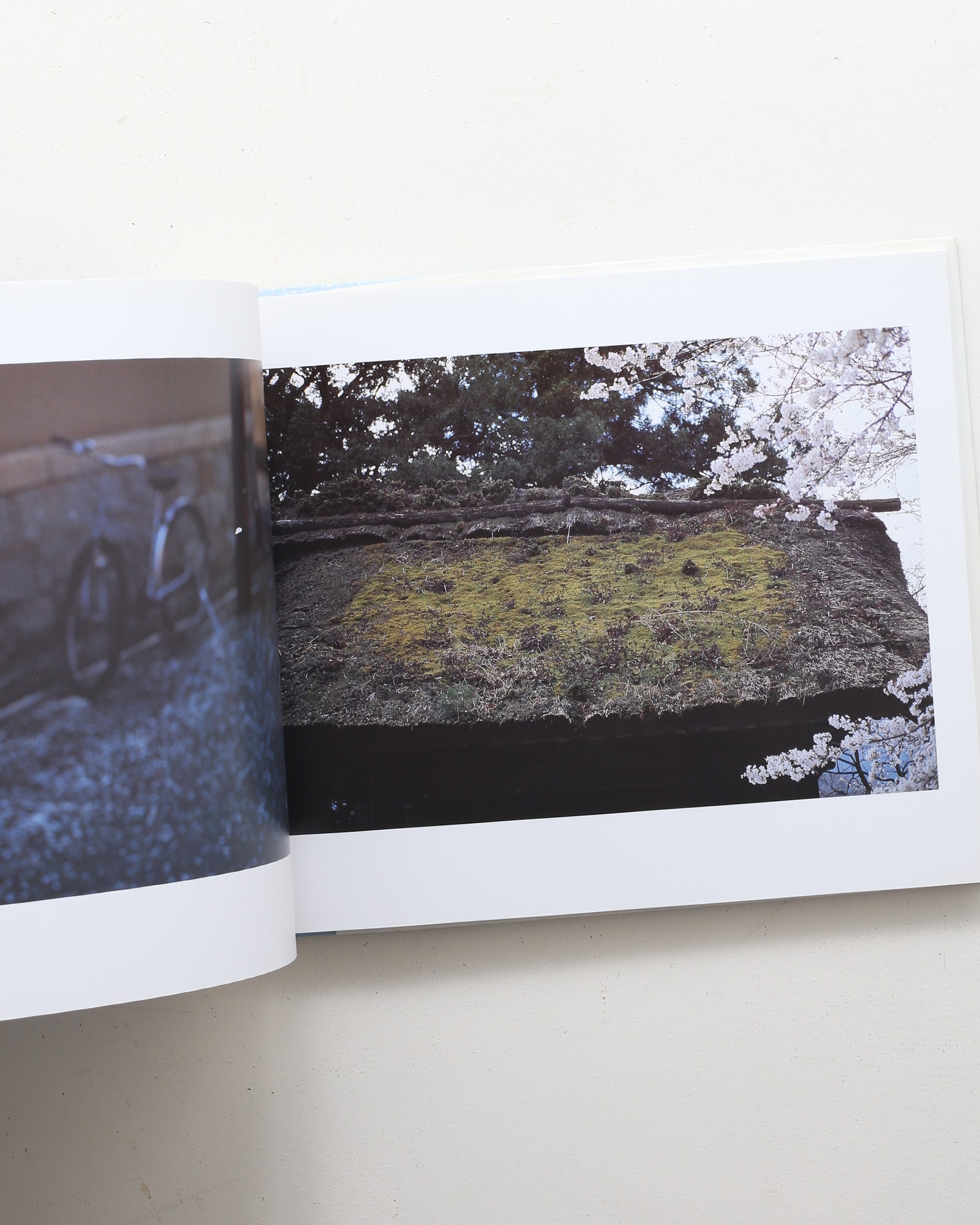 Cherryblossoms | 大森克己 | nostos books ノストスブックス