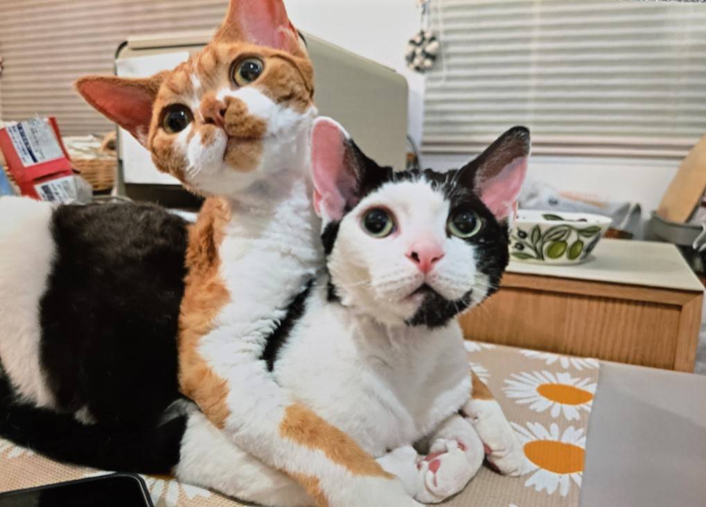 にゃんだらけ公式サイト