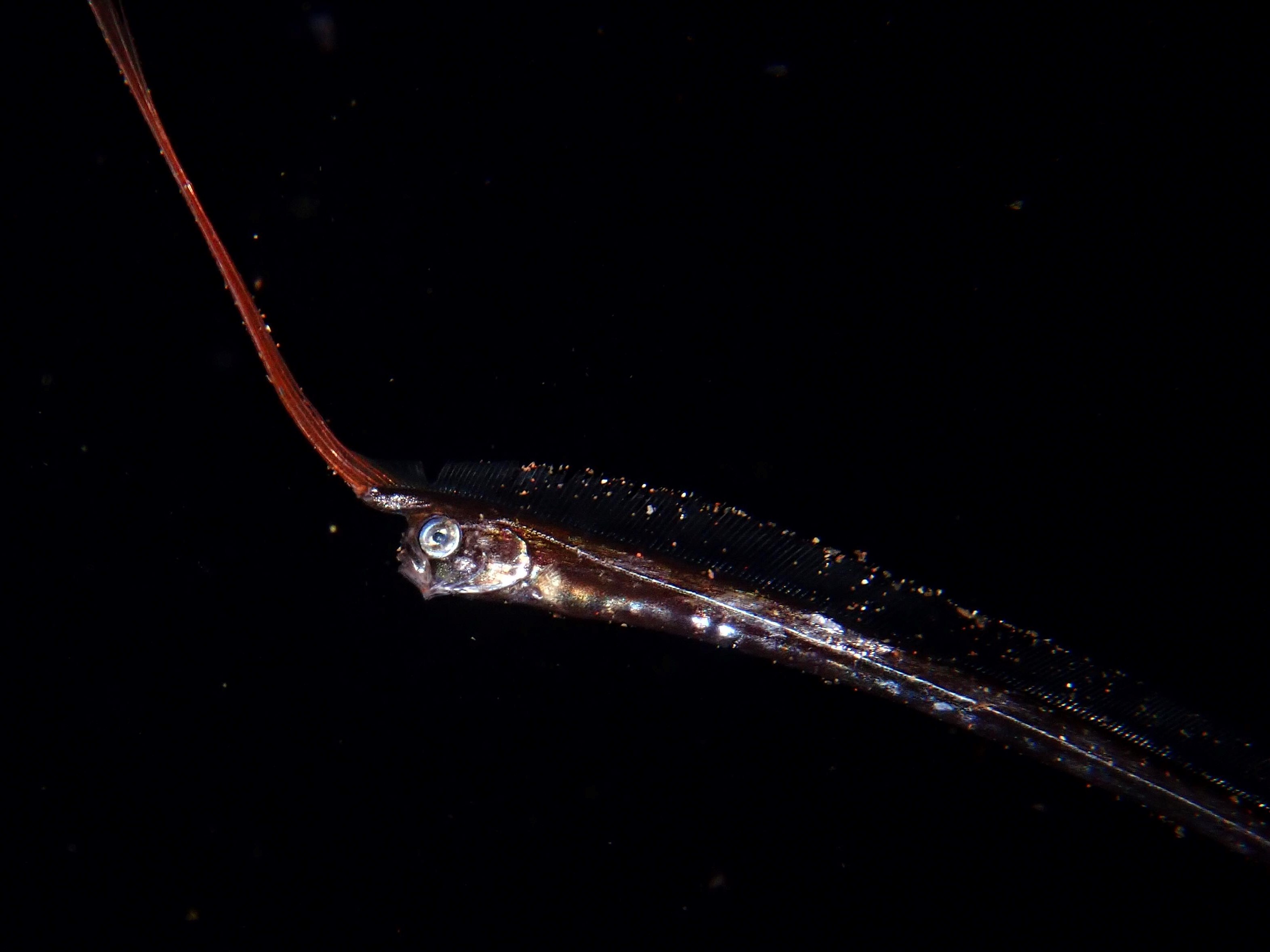 速報＞テングノタチが大瀬崎に現る！超稀種の深海魚、貴重な動画の撮影