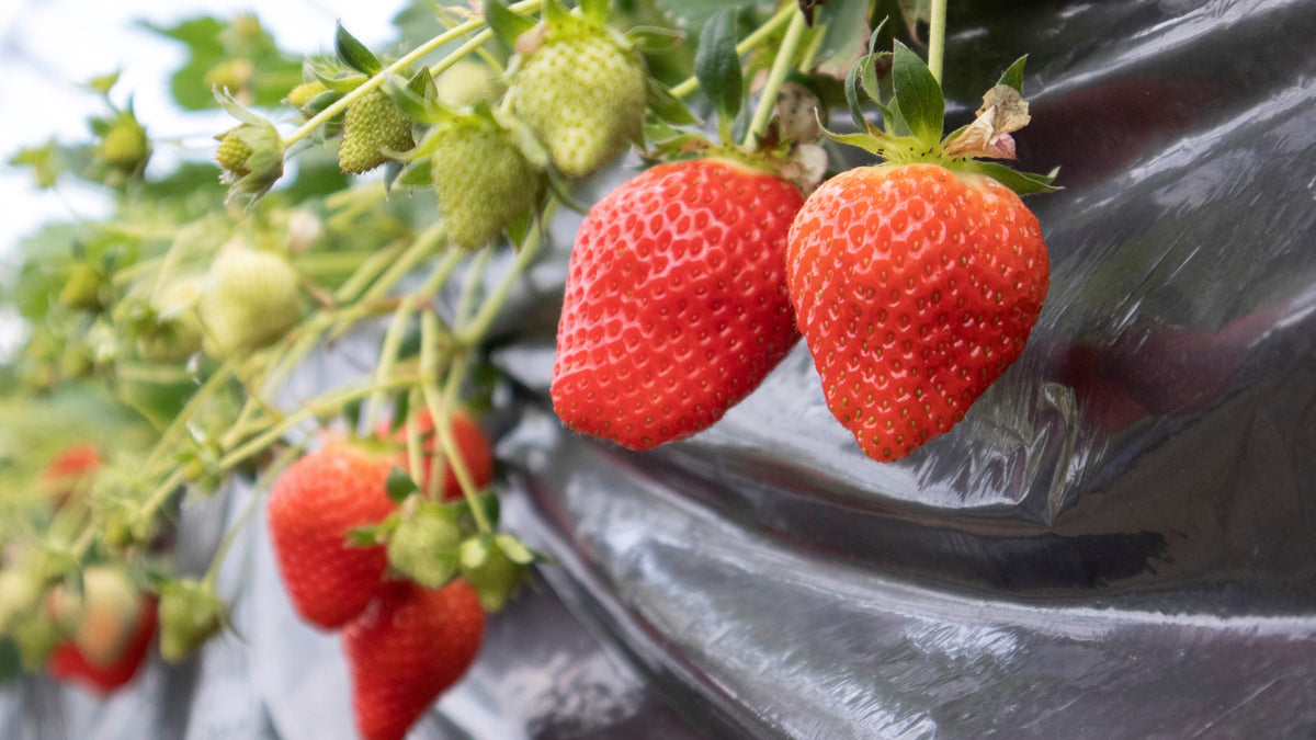 岡いちご園】瞬間凍結いちご「赤い誘惑」（大粒ヘタ付き・4袋入り