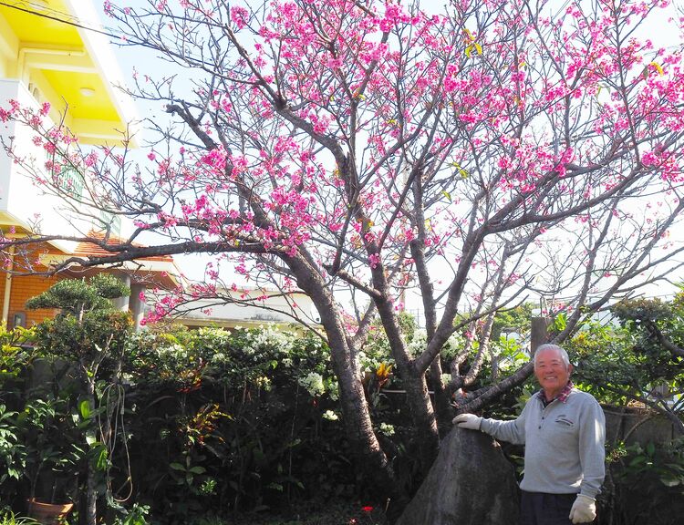 写真：榮門さん植えた 桜や梅次々開花 うるま 勝連平安名 | 沖縄