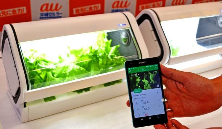 自宅に水耕野菜工場 沖縄セルラーがキット発表 | 沖縄タイムス＋プラス