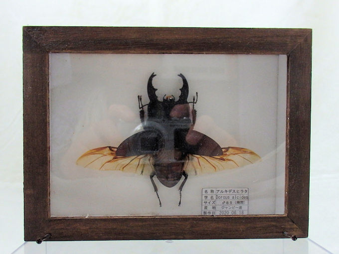 アルキデスヒラタ♂85mm （飛翔 本物の標本） | オオクワ京都昆虫館