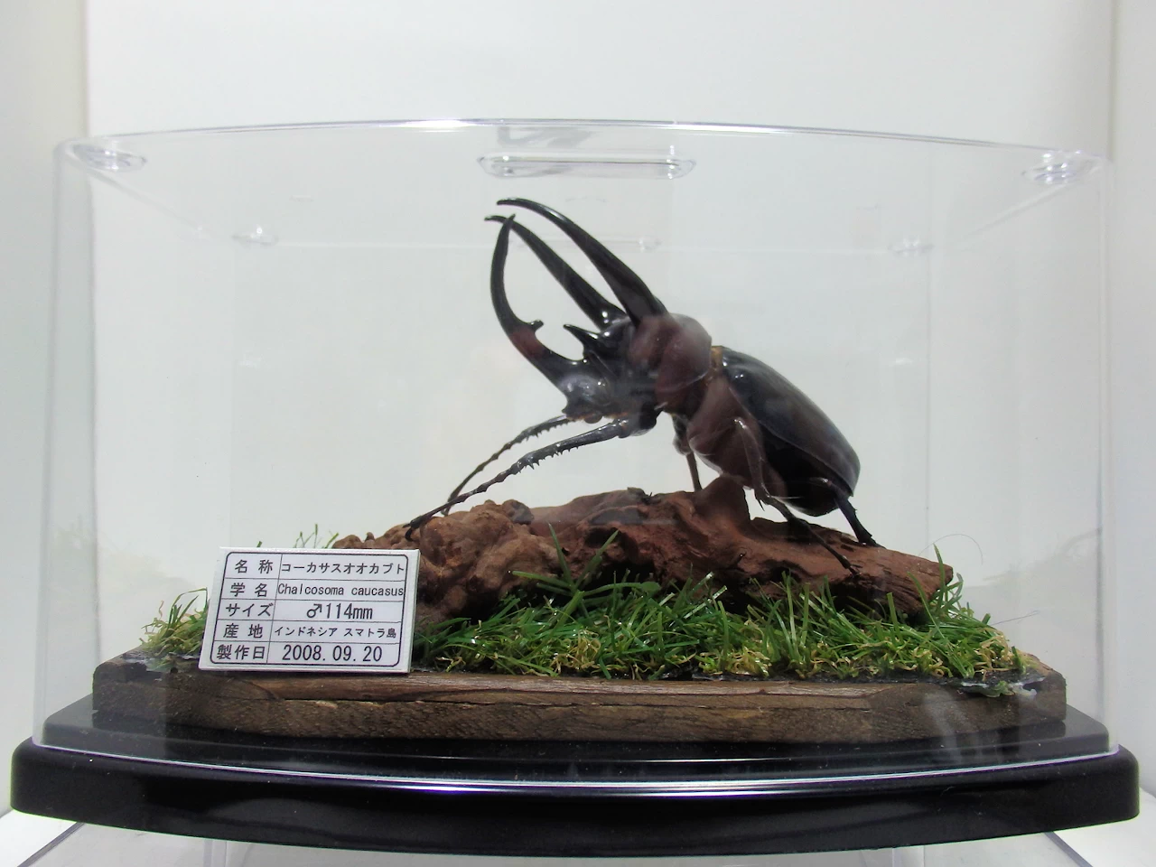 スマトラコーカサスオオカブト♂114mm ジオラマ標本 | オオクワ京都