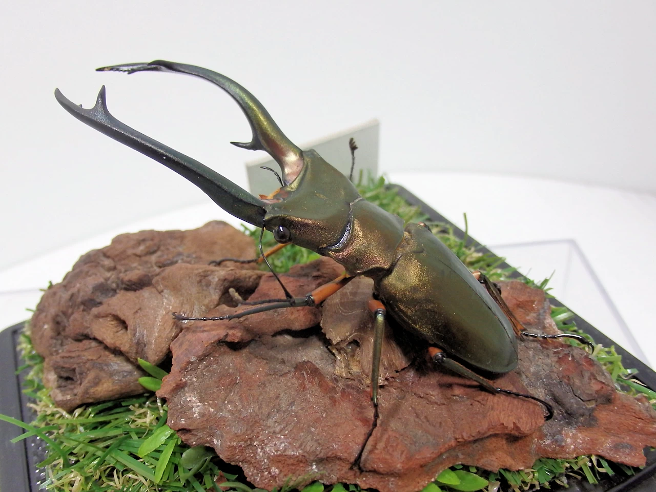 エラフスホソアカクワガタ♂83mm ジオラマ標本 | オオクワ京都昆虫館
