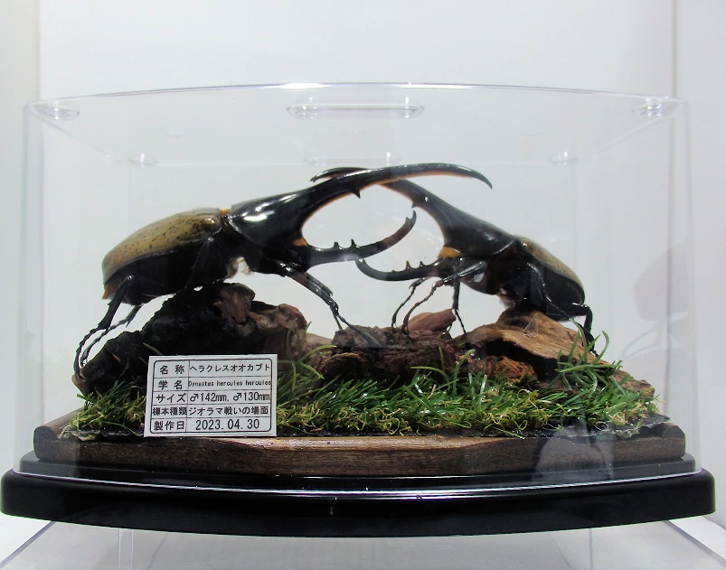 D.h. ヘラクレス 標本 max 180㎜ D.h. ヘラクレス 標本 max 180㎜ D.h.