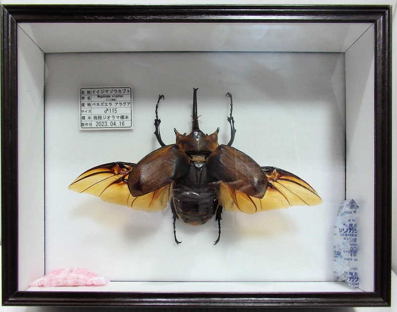 イイジマゾウカブト♂115mm 飛翔標本 | オオクワ京都昆虫館 レンタル