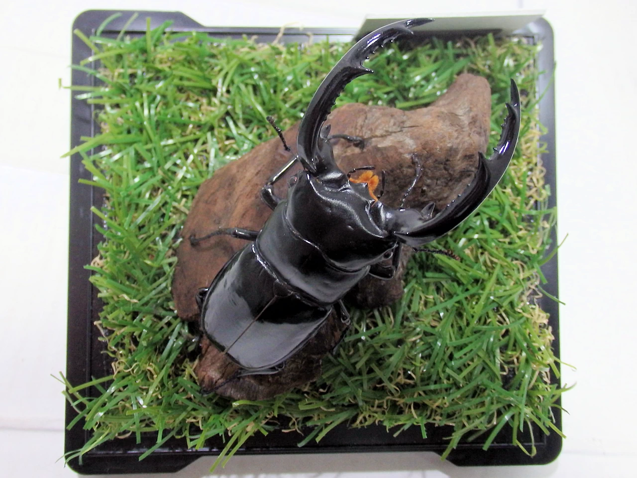 ウエストウッディオオシカクワガタ♂81mm ジオラマ標本 | オオクワ京都