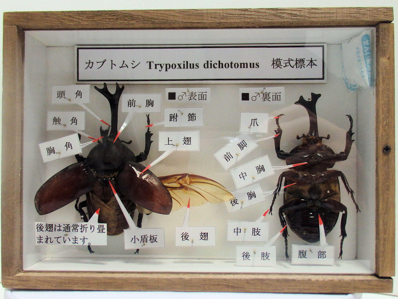 模式標本（図鑑のように部位説明）各種サイズ平面標本 5点セット（11