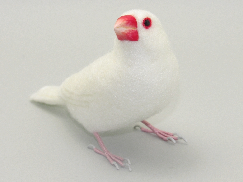 販売] #104 白文鳥 7号 | おもにとり