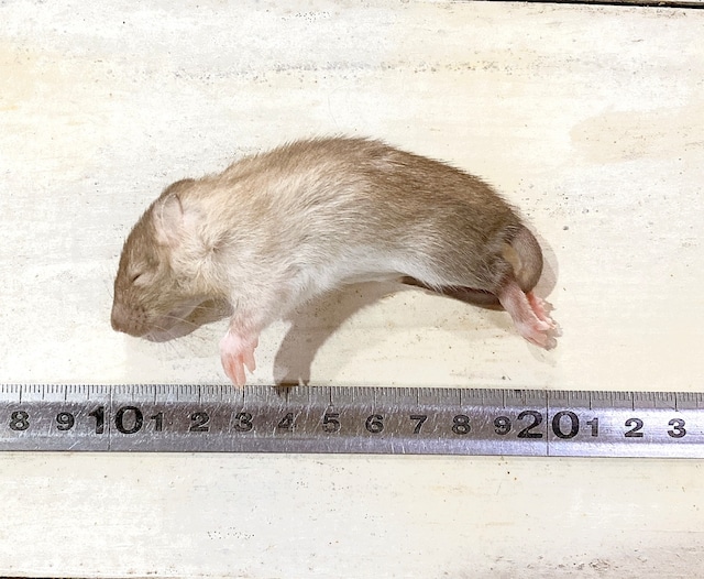 冷凍ラット | リトルモンスターおおさか