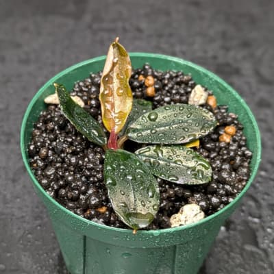 ブセファランドラ ソルディデュラ 'ブルー' トロピカ社 | Ordinary