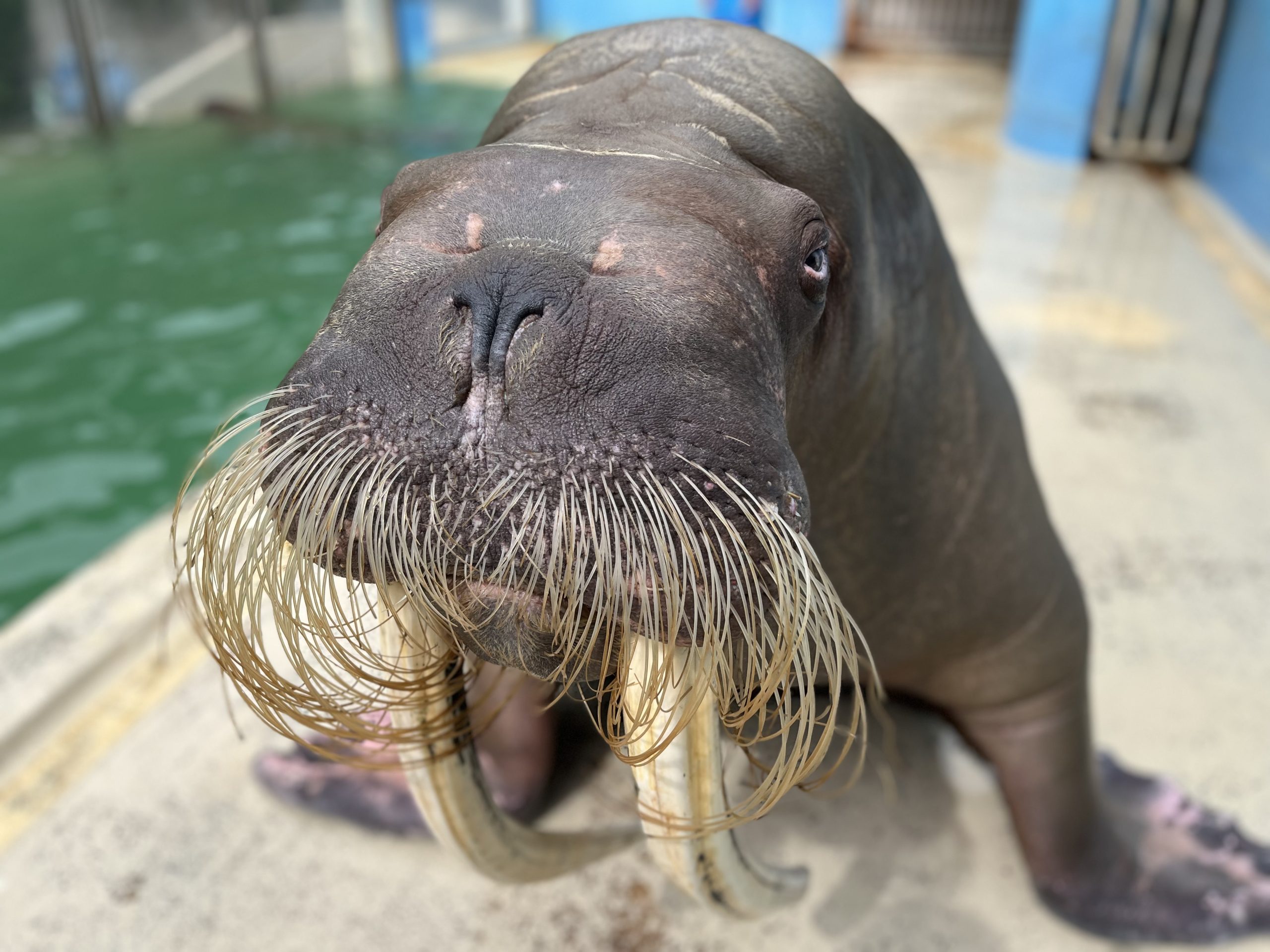左利きなのでは？ | 【公式】おたる水族館