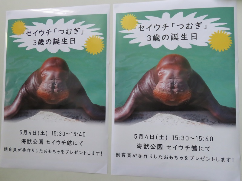 おたる水族館…セイウチ｢つむぎ｣3歳の誕生日イベントにいってきました(5