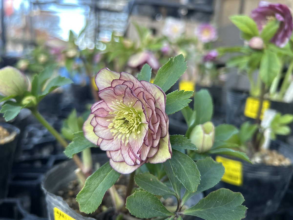 いよいよシーズン開始!! 加藤農園クリスマスローズ大集合!! | オザキ