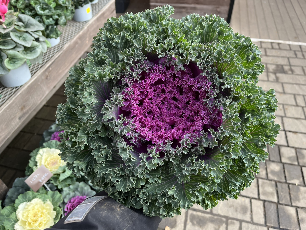 炸裂ハボタン！！！～冬の寄せ植えの名わき役～ | オザキフラワー