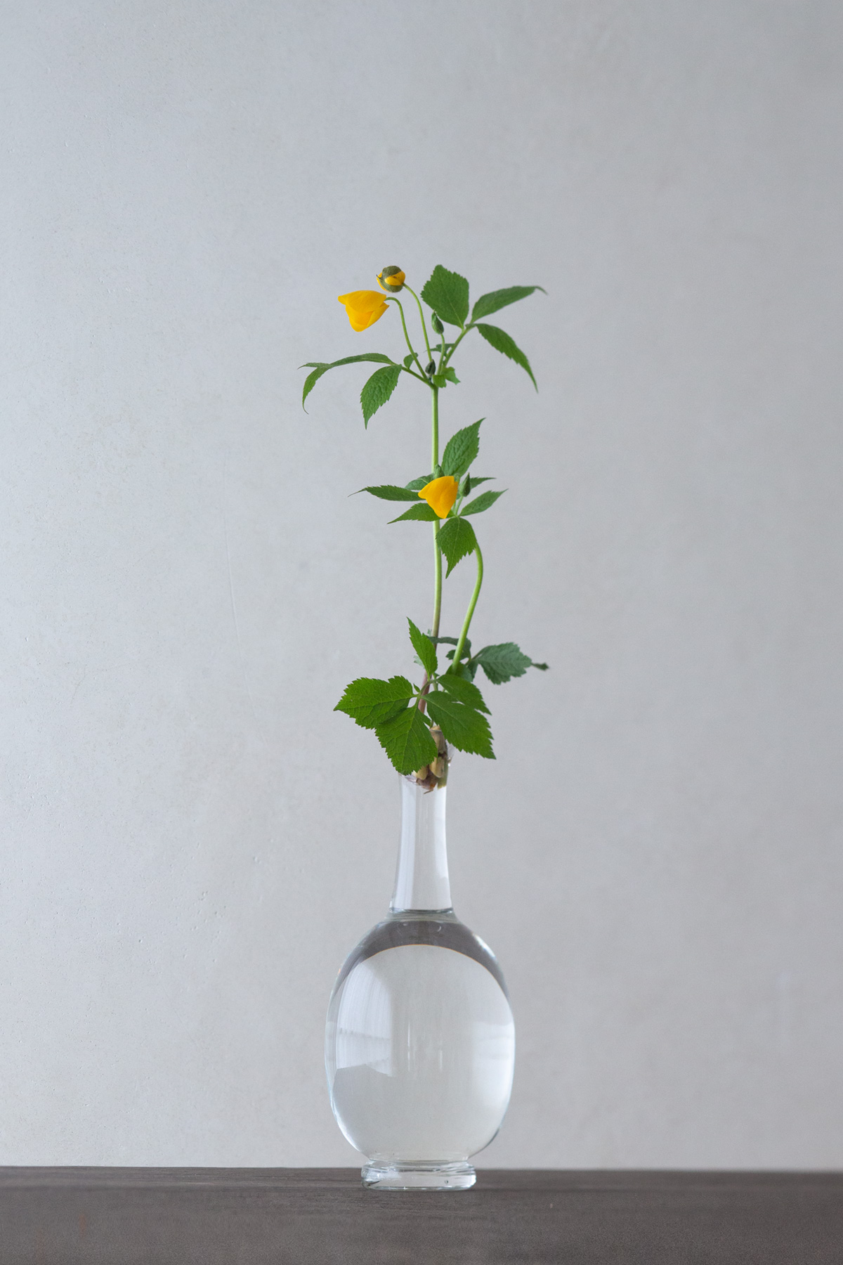 花師 齊藤謙大 × ガラス作家 瀬沼健太郎 | Web mag. | panorama