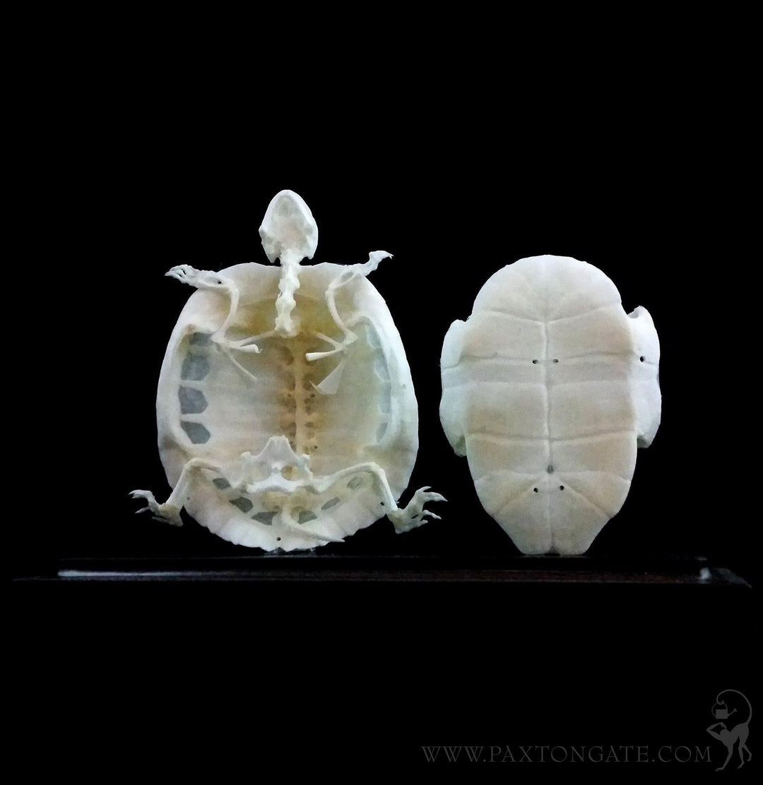 Articulated Turtle Skeleton For Sale | Paxton Gate