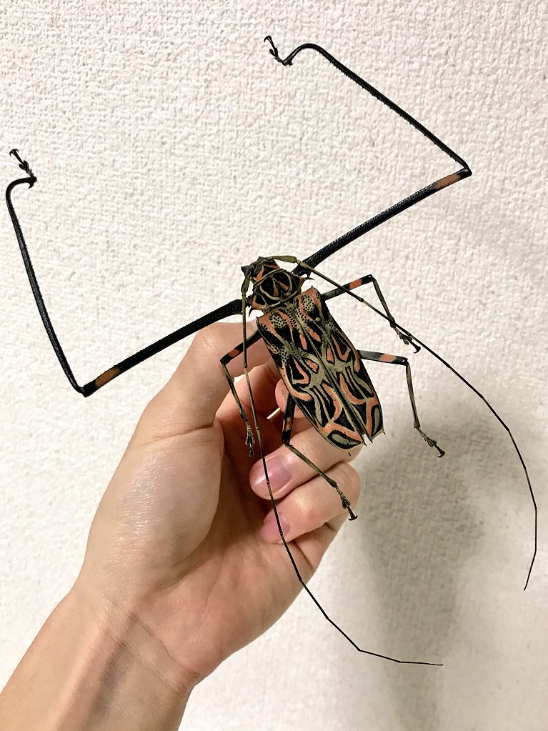 テナガカミキリ そこそこ赤色が綺麗に残った個体。 腕だけじゃなく触角