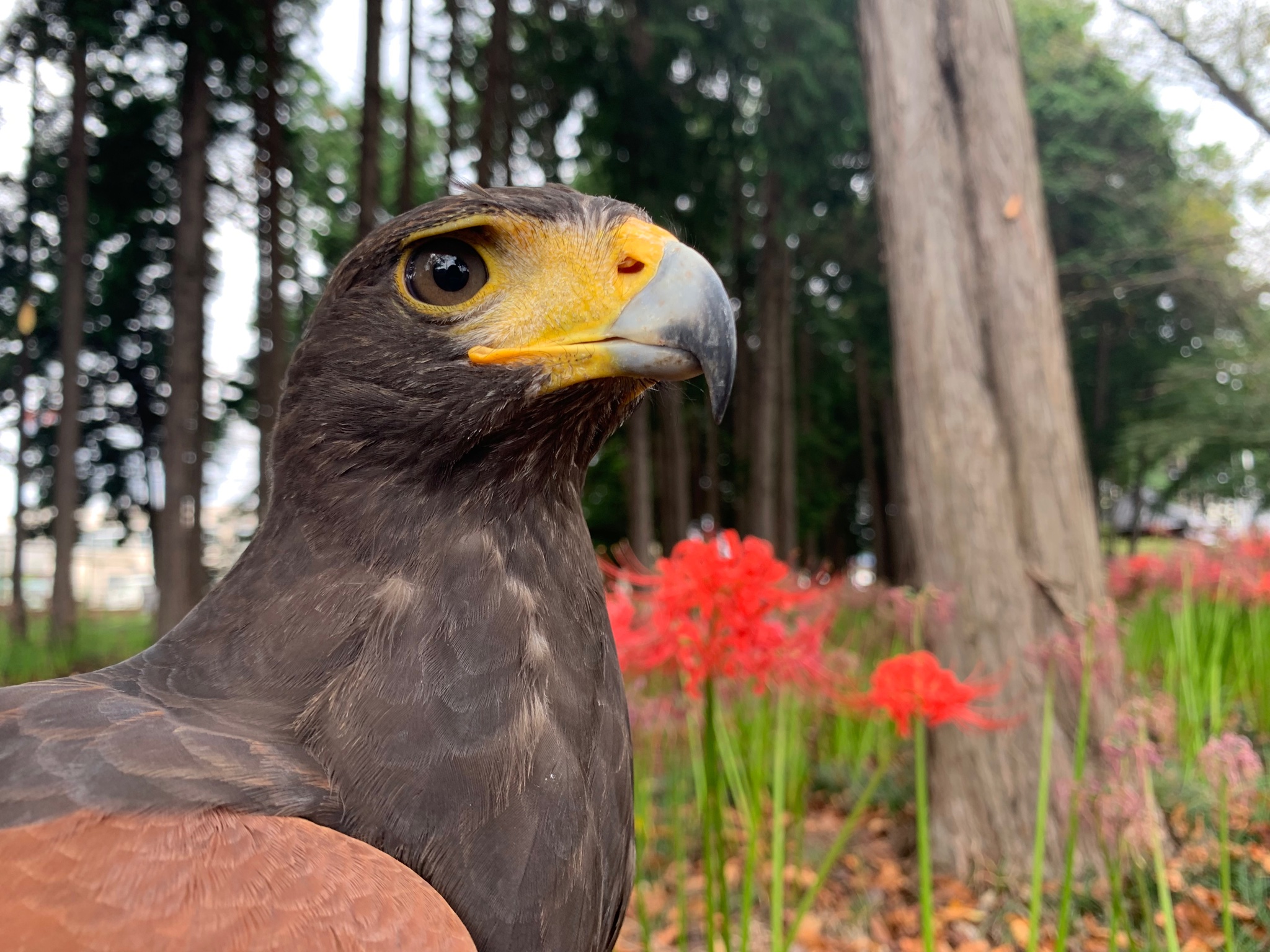 ファルコンブロック パーチ 猛禽類 中型〜大型 【公式通販】