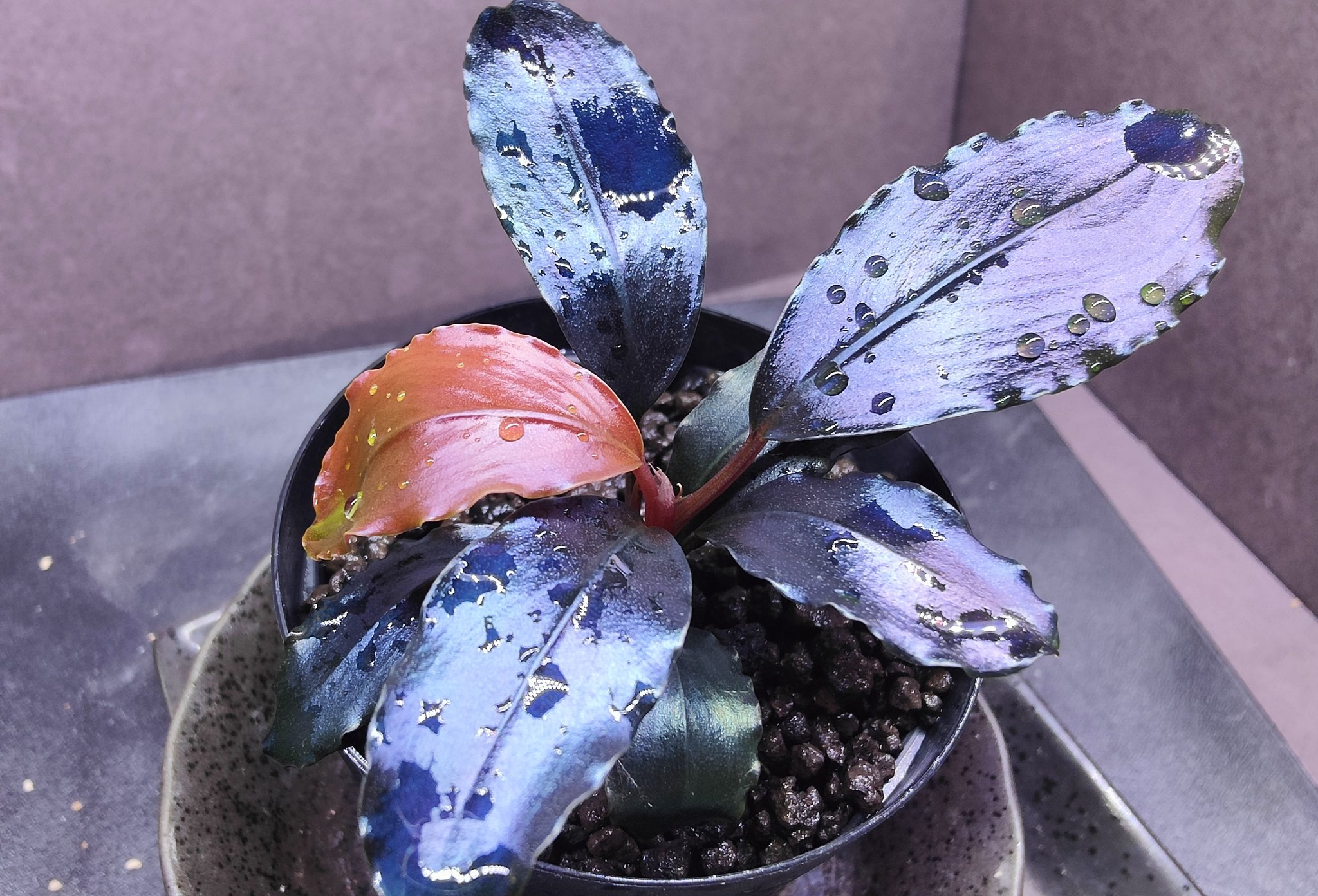 Akiブセファランドラsp.ニードルリーフ/ソルディデュラブルー Aki