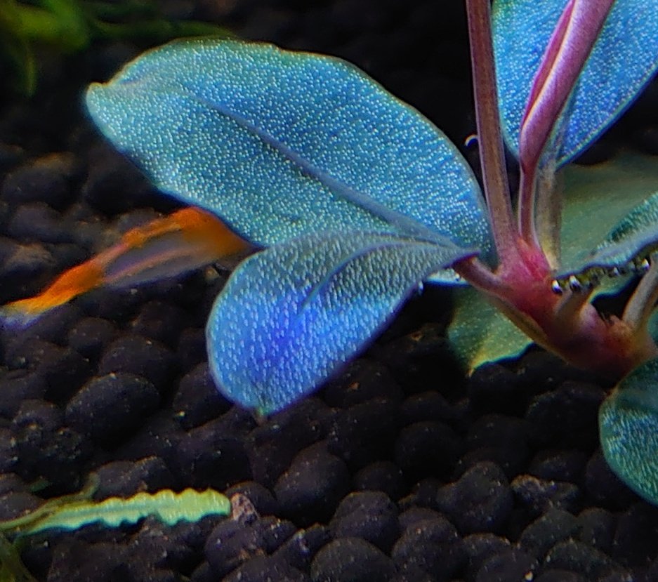 Akiブセファランドラsp.ニードルリーフ/ソルディデュラブルー Aki