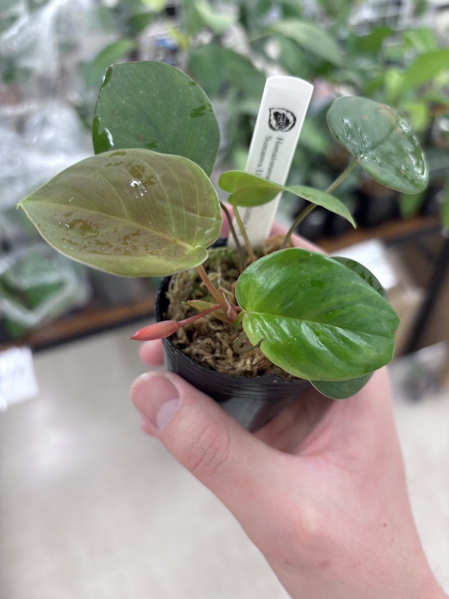 Homalomena sp. 緑心 Sumatera Utara 【ZOE0924-3p】 葉柄が