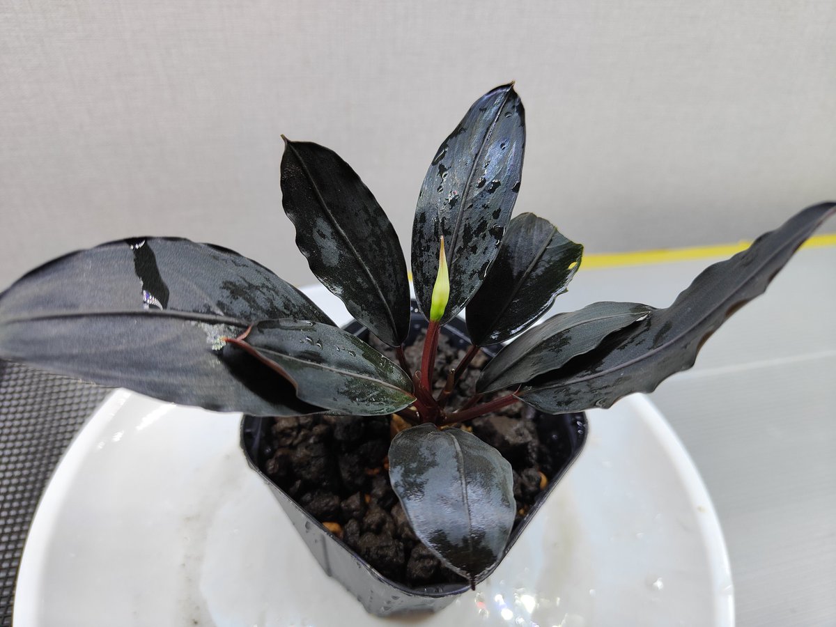 Bucephalandra Motleyana Padawan 純ブラック 2025/05 やっと手に