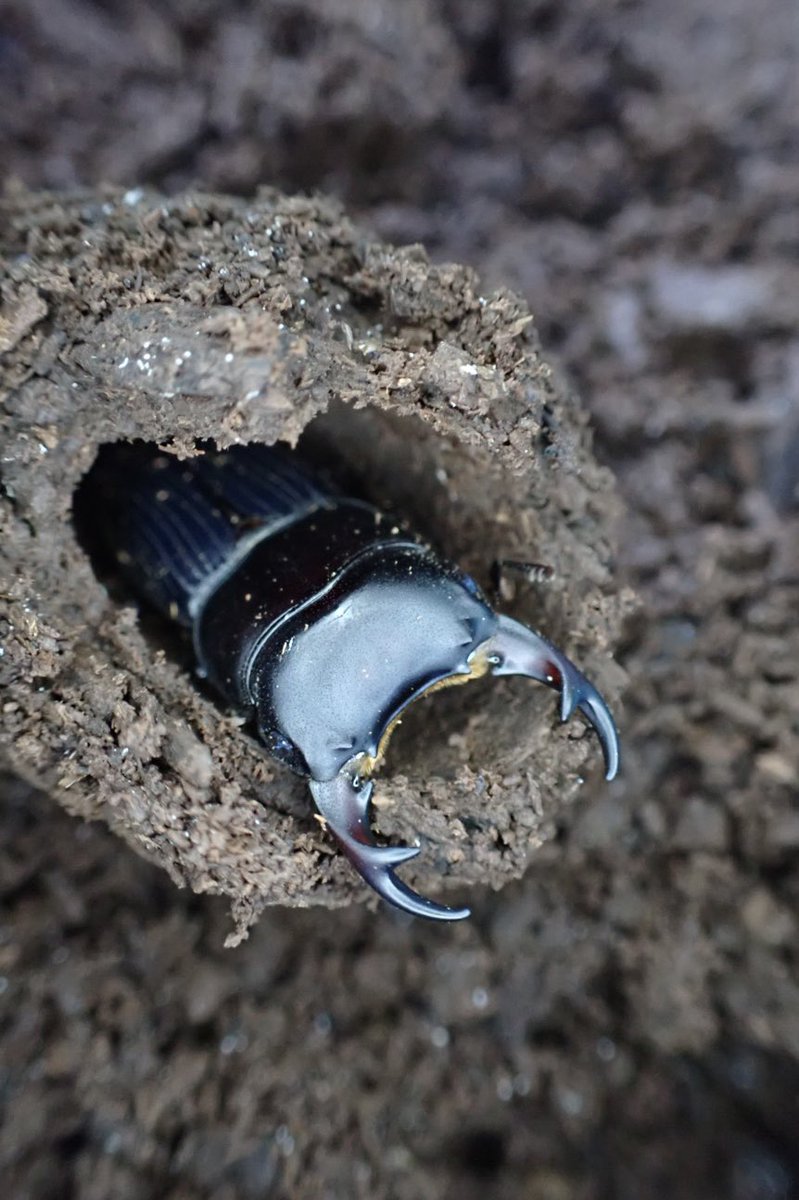 Sparkle Beetle (@BeetleSparkle) / Posts / X