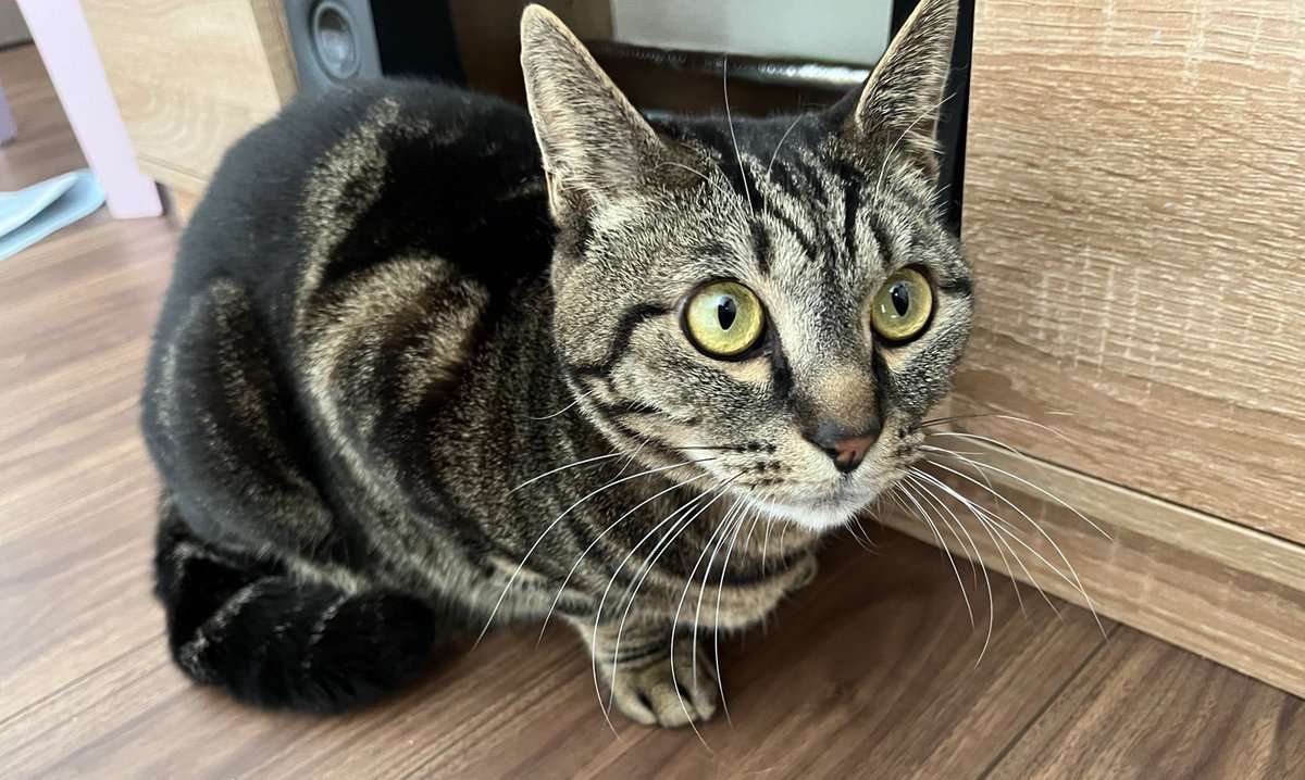 にゃんにゃんにゃんず