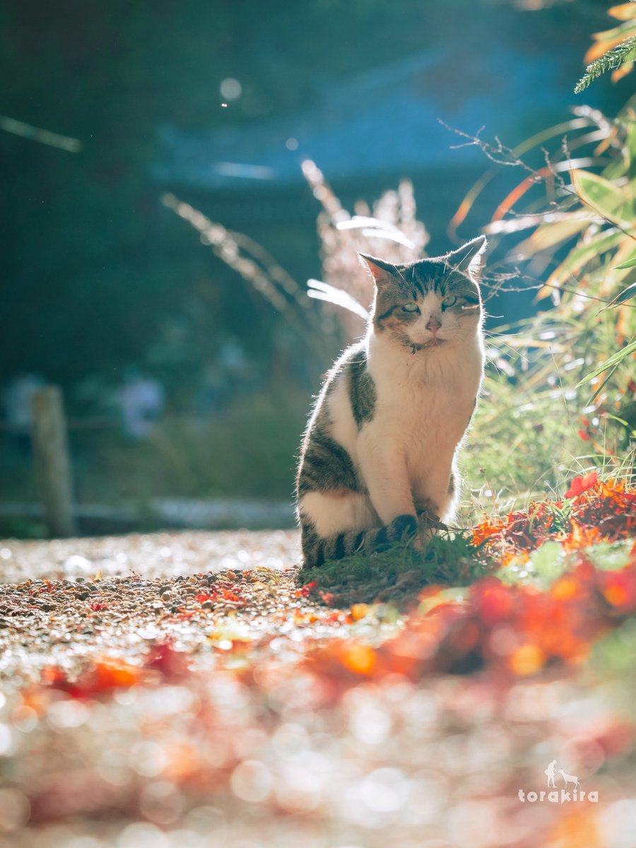 Post by とらきら7 on X: ＃猫の日