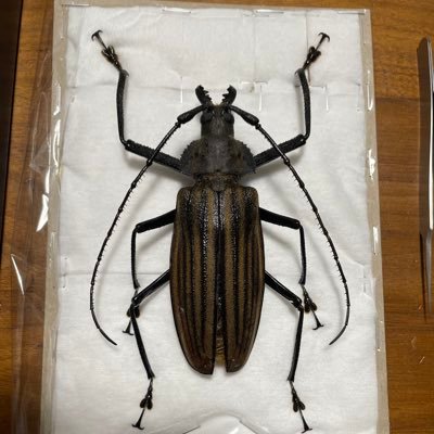 カミキリムシ (@5AuTwuwVZB0alo7) / Posts / X