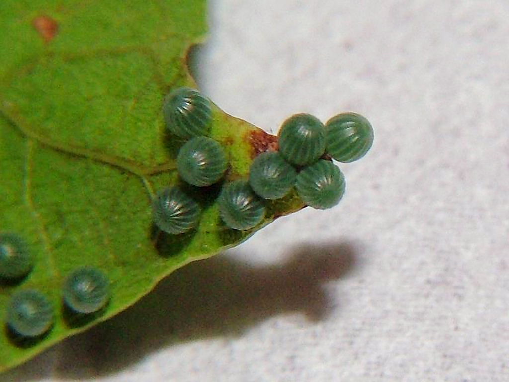 オオムラサキ飼育、その1 : 三重野生生物談話会BBSブログ(動物編)