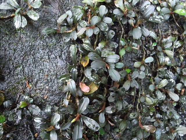 □Buce sp from Air terjun Gunung Puis【AZ0811-8】 : ホシクサと