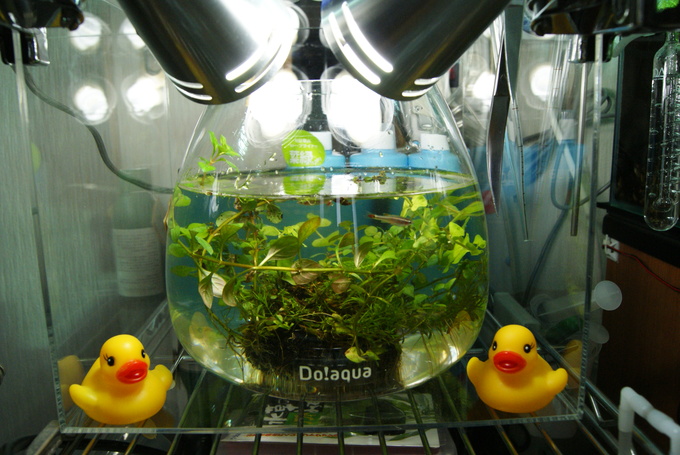 Do!aquaプラントグラスオーバル17 : フィット3ハイブリッド日記2013