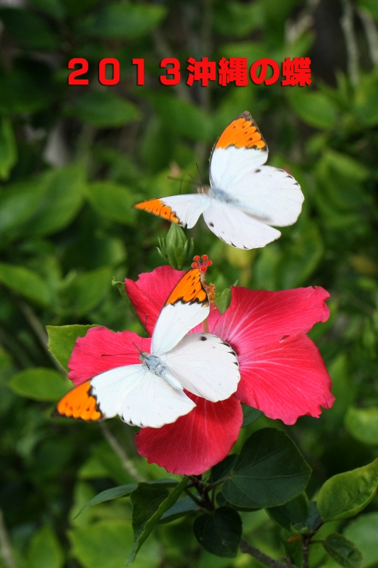 沖縄の蝶 : 還暦からのネイチャーフォト
