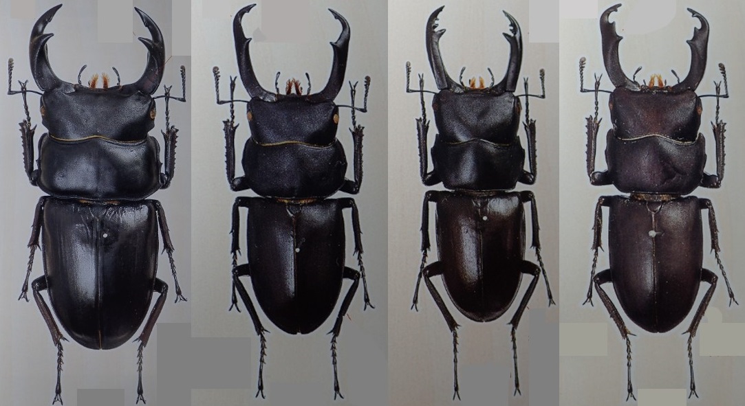 小型種を見直そう！・・・コクワ・アカアシ・スジクワ・ネブト : 気楽