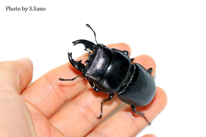 アルキデスヒラタクワガタ : 海を歩くゲンゴロウ