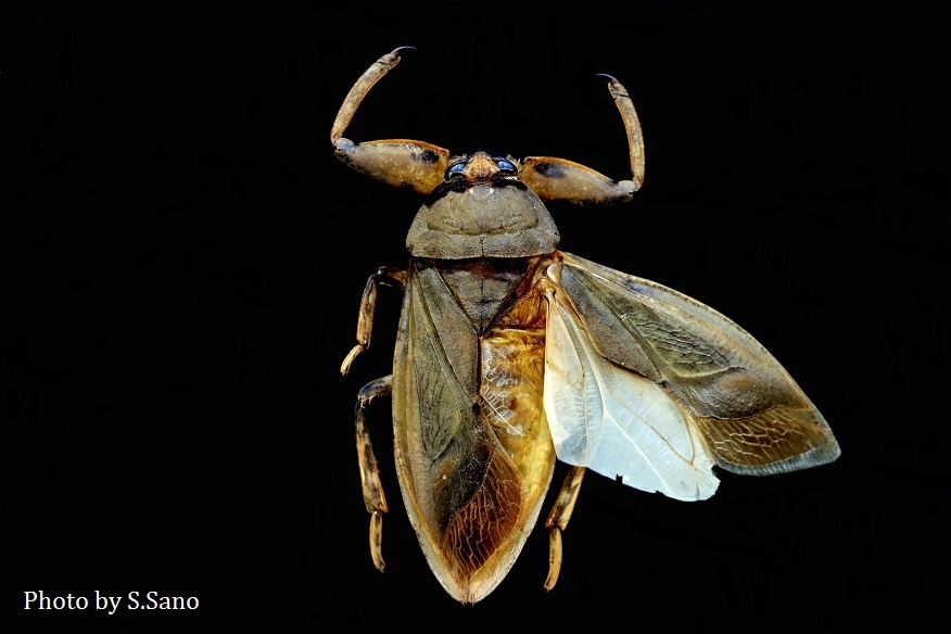 タガメの翅の仕組み : 海を歩くゲンゴロウ