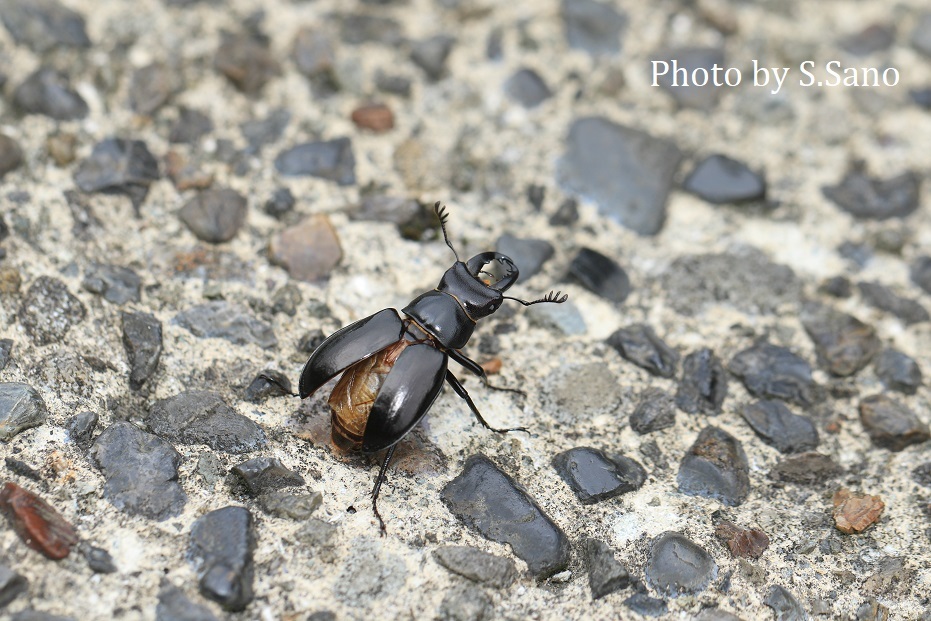 ミクラミヤマクワガタ（2021） : 海を歩くゲンゴロウ
